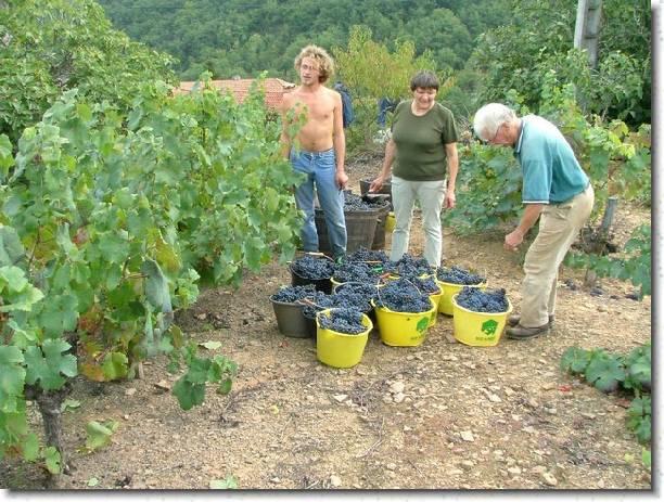 vendange 2005 12